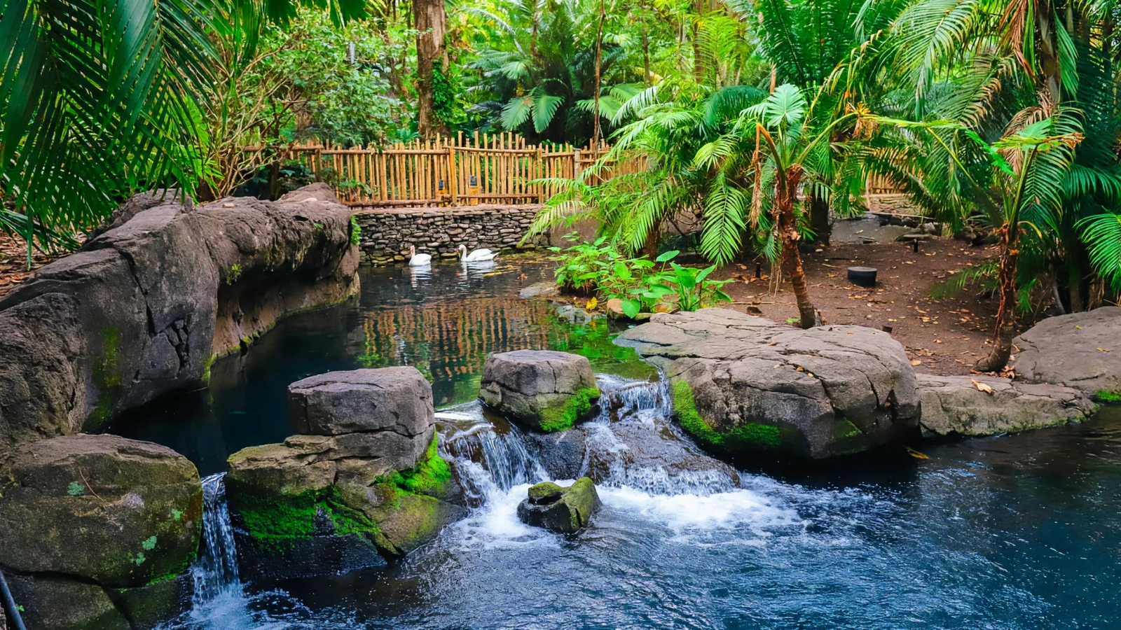 Animal Kingdom - The Oasis Exhibits