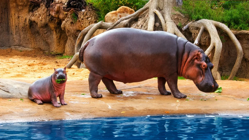 Dallas Zoo photo