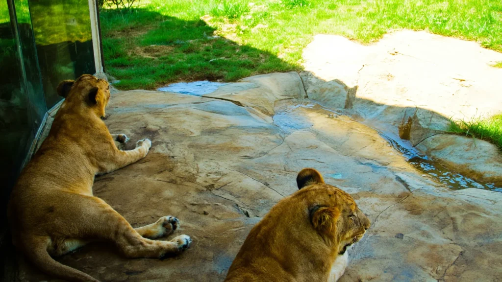 Dallas Zoo photo