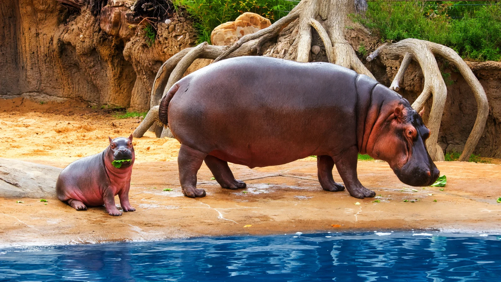 Dallas Zoo photo