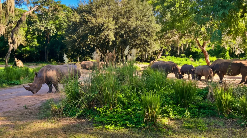Animal Kingdom - Kilimanjaro Safaris