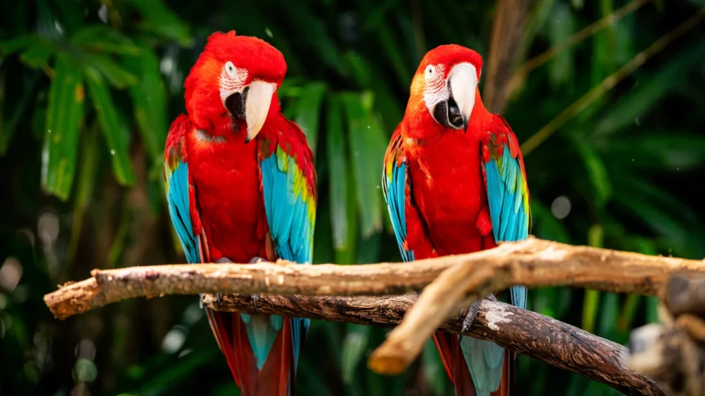 Orlando Area - Discovery Cove