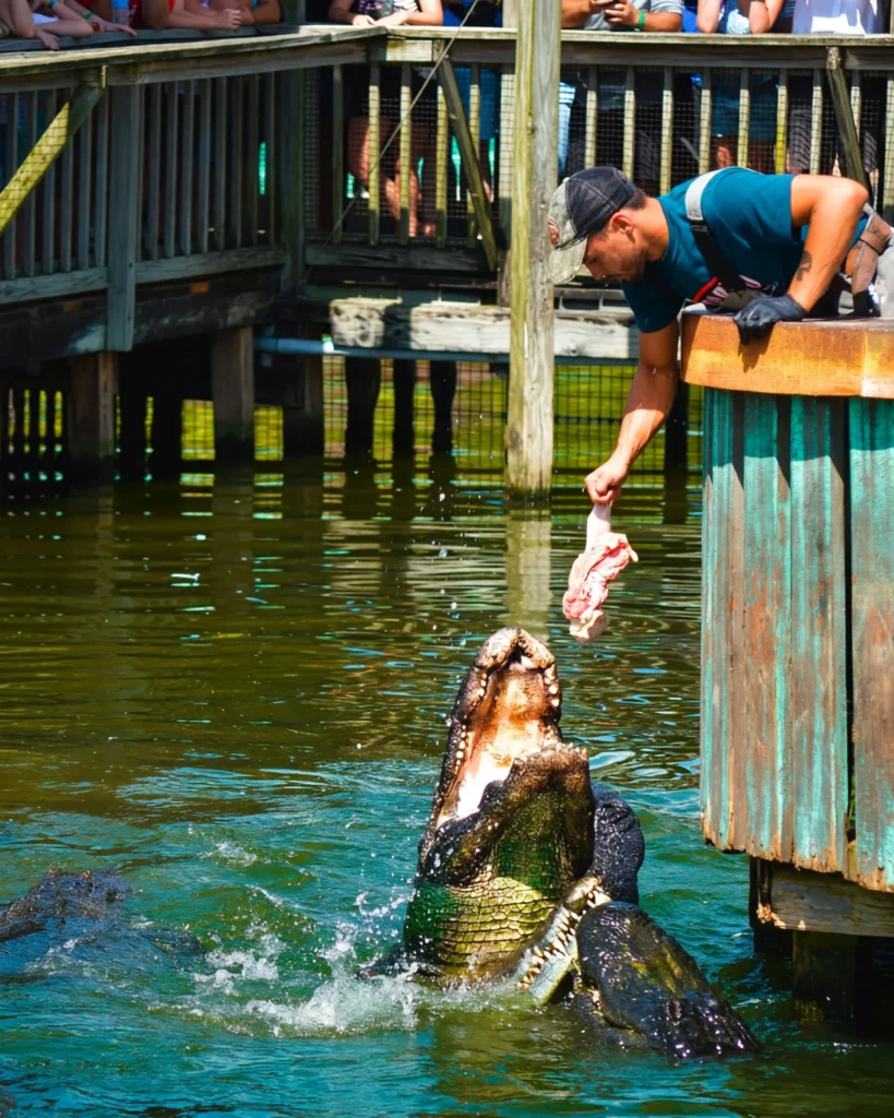Orlando Area - Gatorland