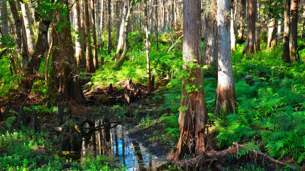 Orlando Area - Shingle Creek Regional Park